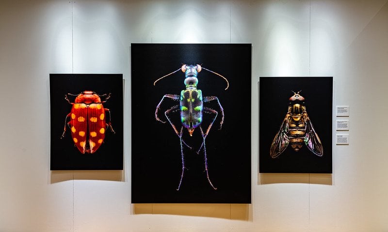 Printed panels mounted on a gallery wall